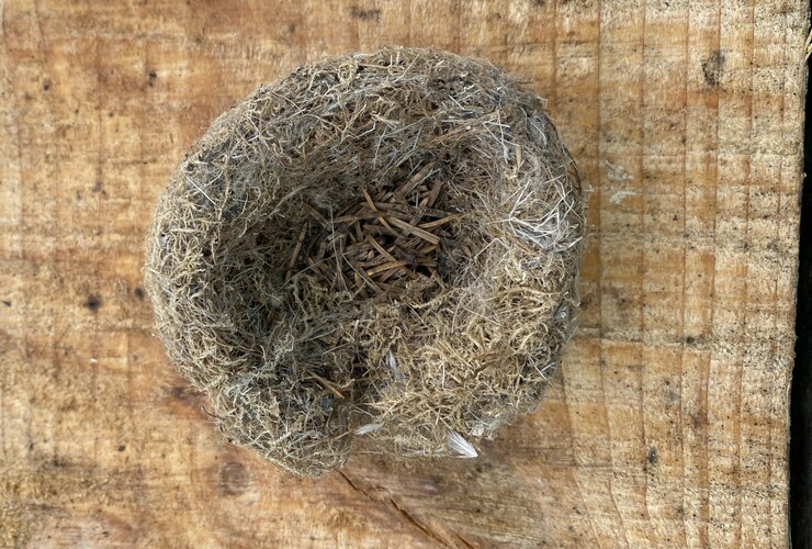 nest
