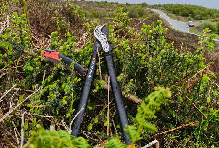 Invasive Sitka at Keppoch on Skye 2026