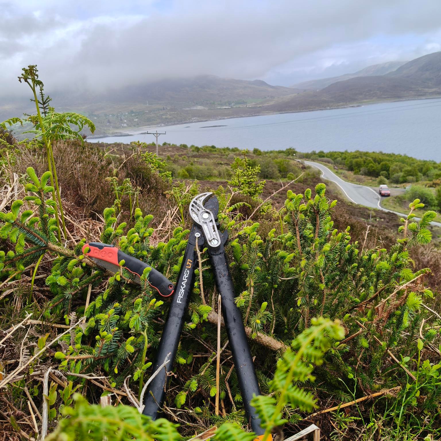 Invasive Sitka at Keppoch on Skye 2026