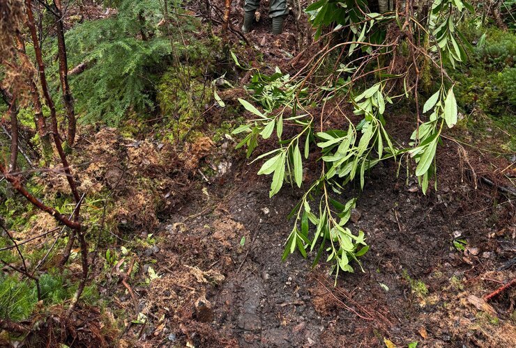 Rhododendron ponticum in Steall Gorge Nevis 2026