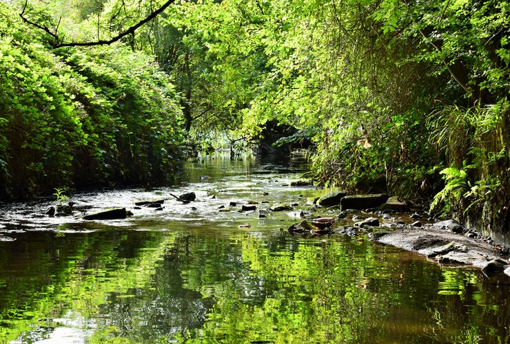 River Sherbourne at Charterhouse Heritage Park by Les Ward