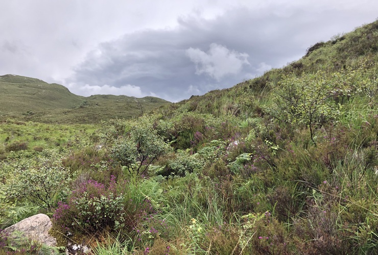 Birch regen at Quinag