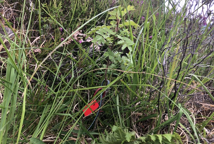 Tagged rowan at Quinag
