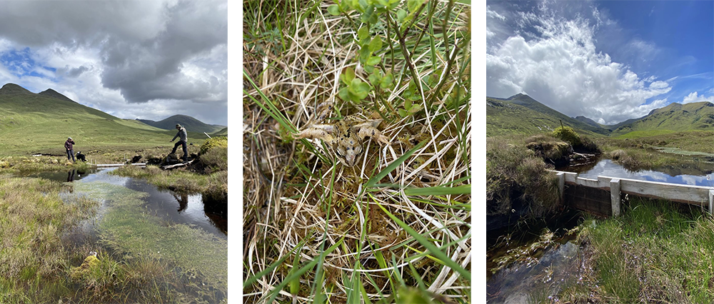 Glen Nevis peatland restoration
