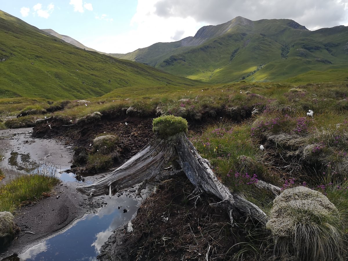 Glen Nevis - peatland restoration old tree 2026