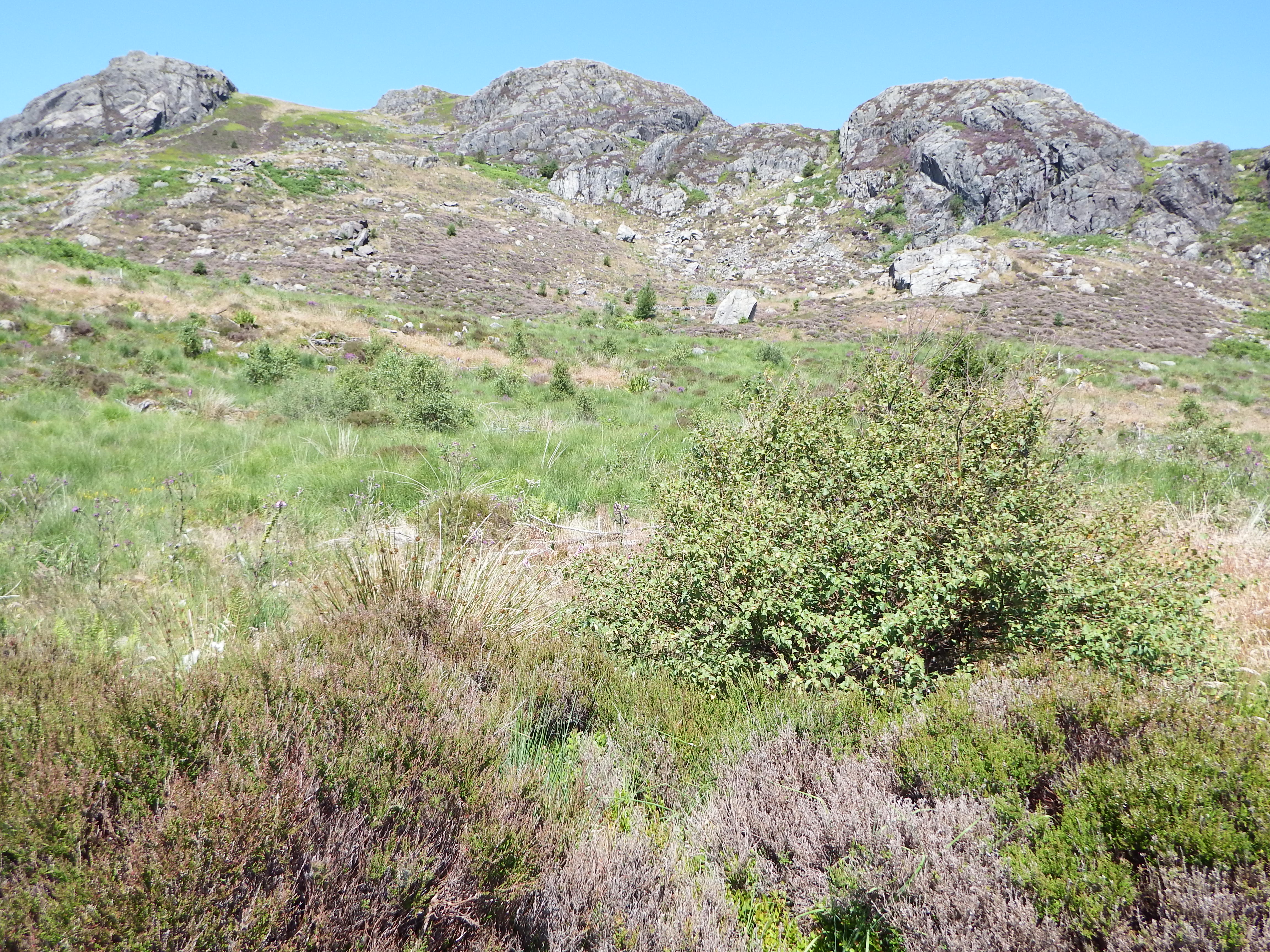 Restoring Hardknott Forest in the Lake District