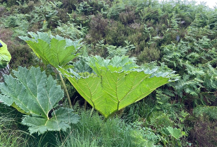 gunnera