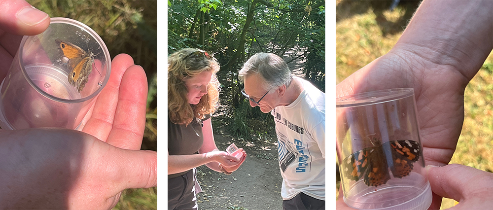 Butterfly ID walk at Charterhouse Heritage Park