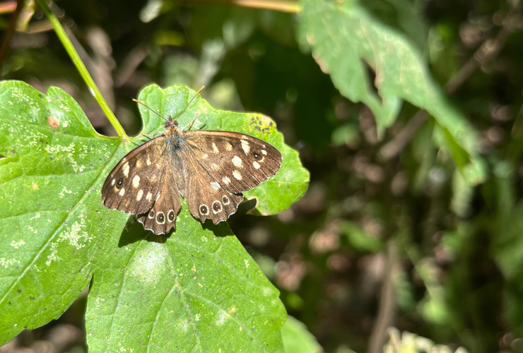 Speckled wood butterfly at Charterhouse Heritage Park