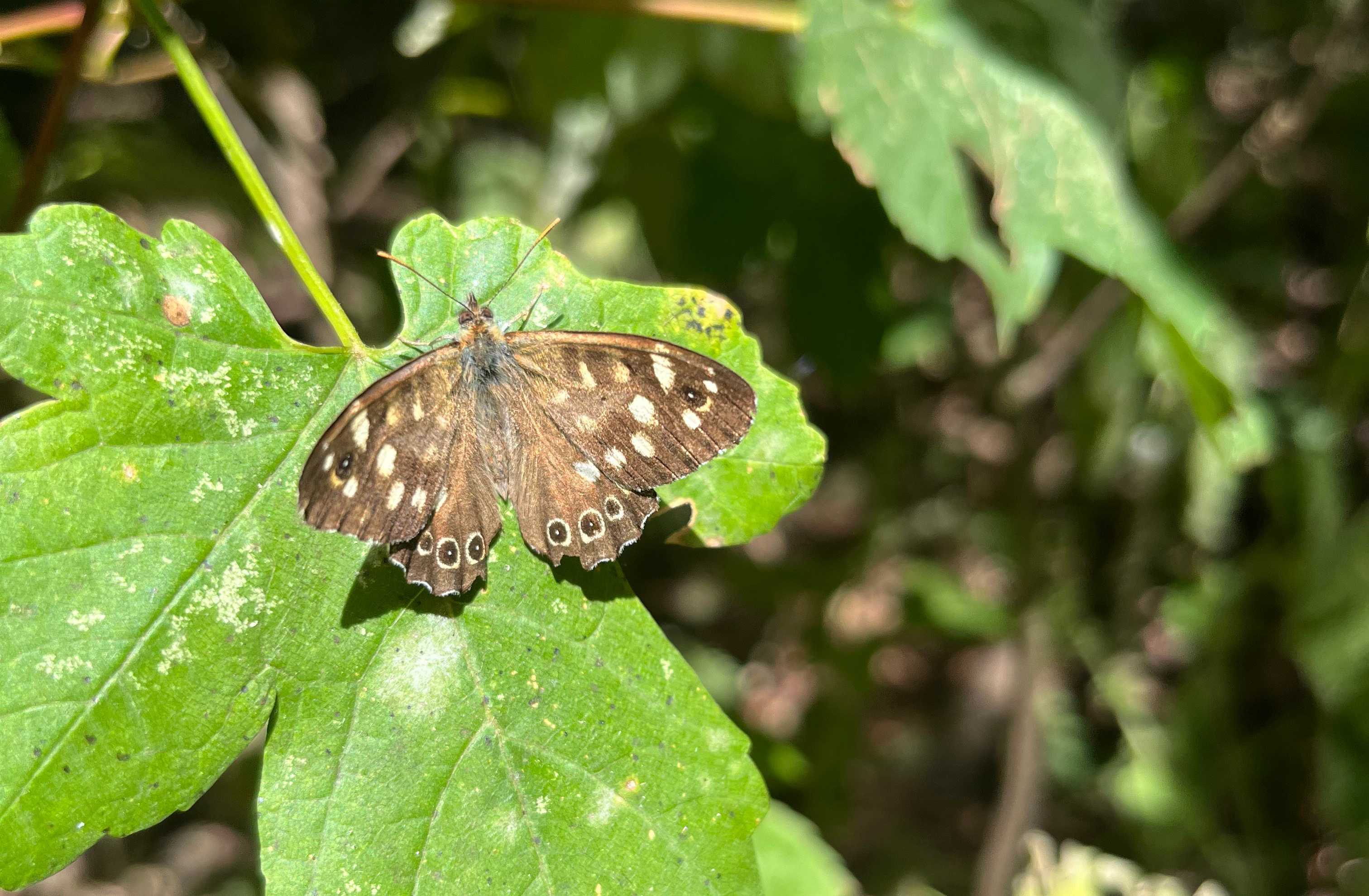 Speckled wood butterfly at Charterhouse Heritage Park