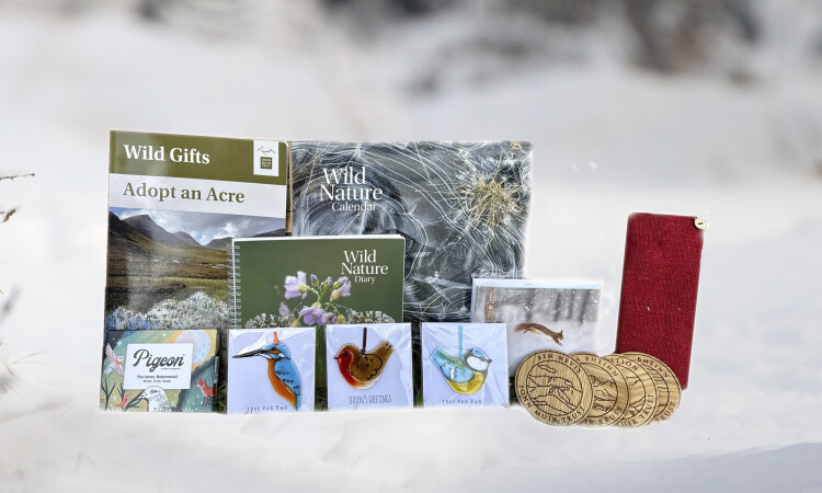 2026 Festive Gifts collection