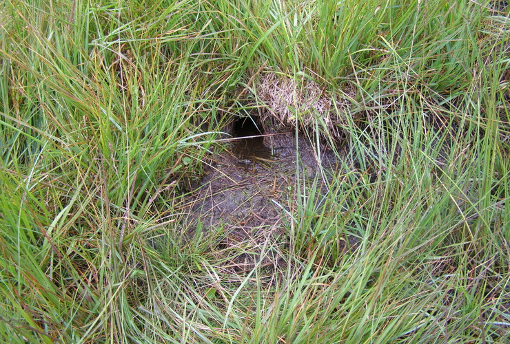 Water vole tunnel in Glen Nevis