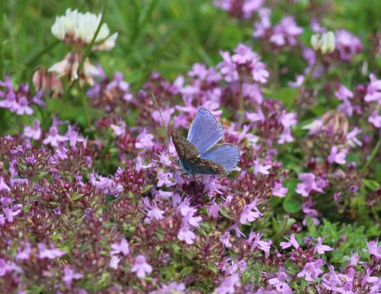 Common blue butterfly at Glenlude 2026