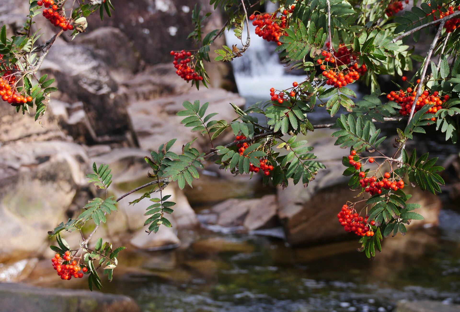 Rowans over water of Nevis in Steall Gorge