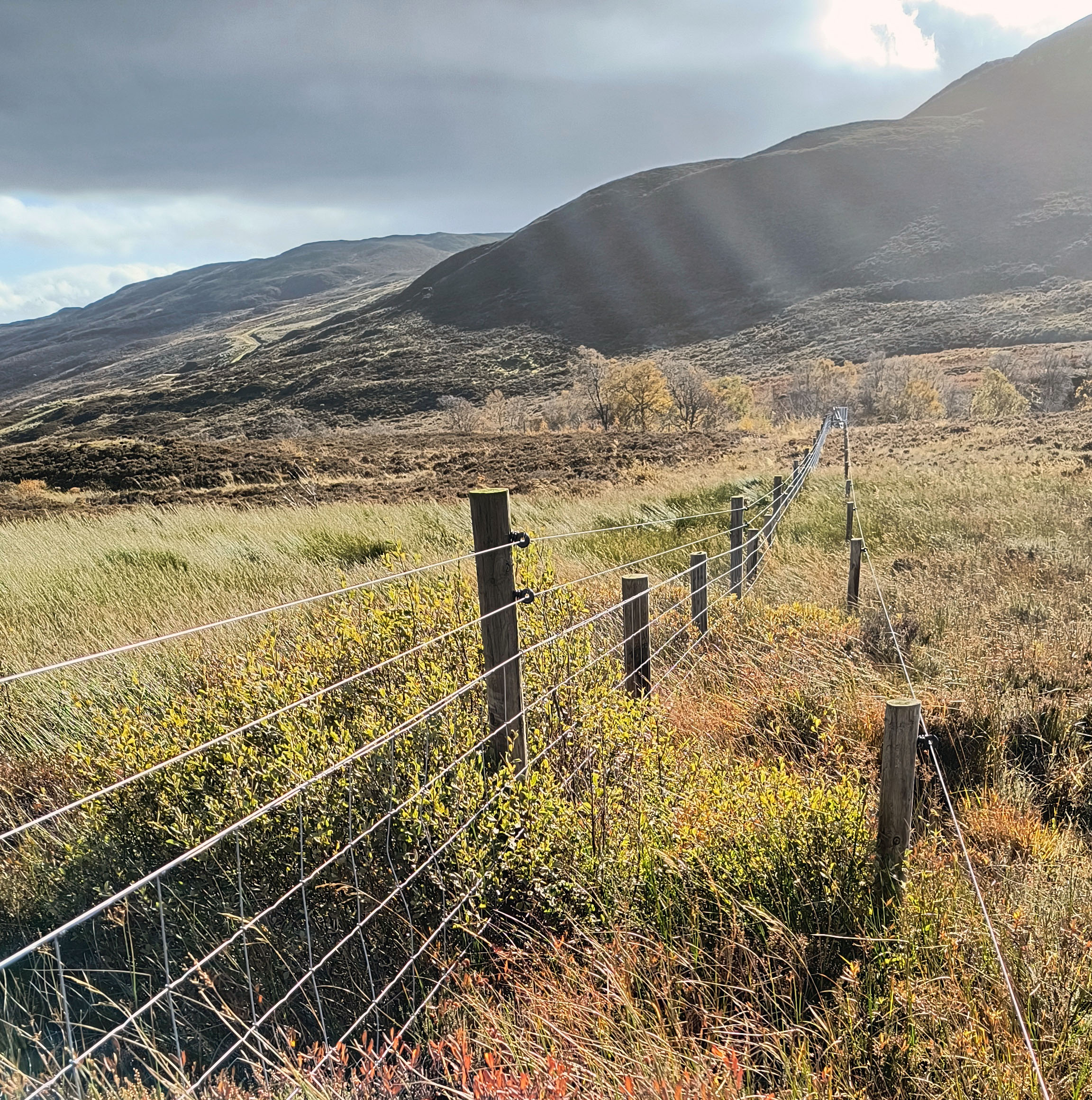 Deer fence crop