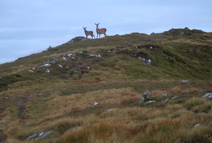 Red deer hinds